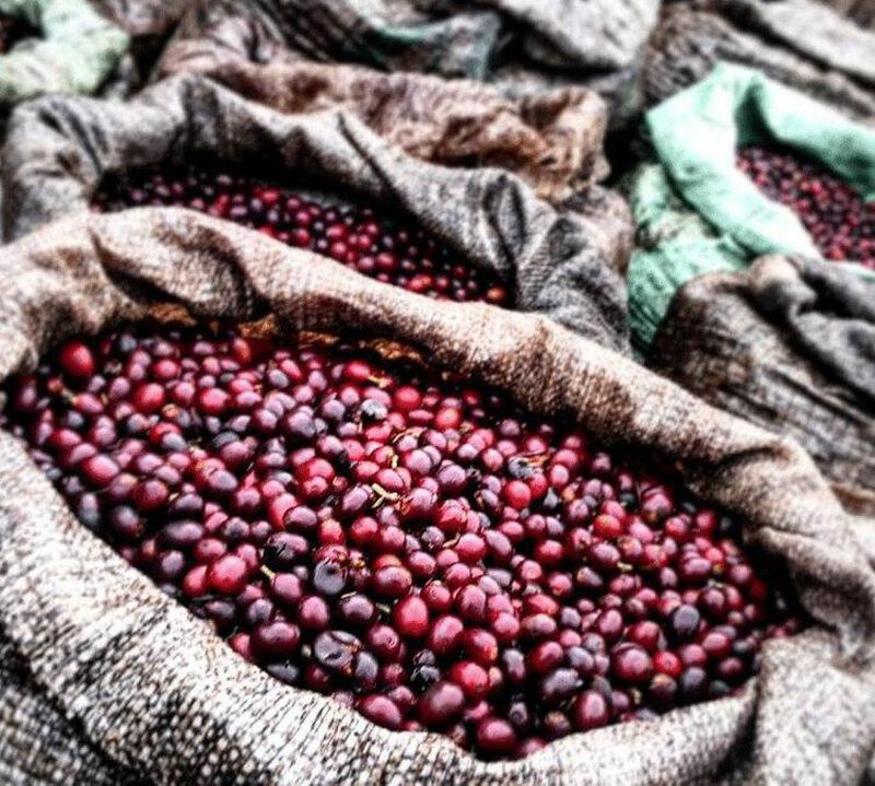 Organic Green Coffee Beans From Mexico Altura Region - Water Decaffeinated - 2 x 500g image number 1
