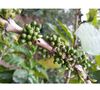 Ground coffee for moka pots: El Salvador - Finca Villa Galicia Honey - 250g - Caf&eacute;s Lugat image number 2