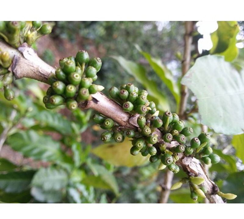 Ground coffee for moka pots: El Salvador - Finca Villa Galicia Honey - 250g - Caf&eacute;s Lugat image number 2