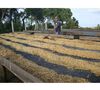 Ground coffee for moka pots: El Salvador - Finca Villa Galicia Honey - 250g - Caf&eacute;s Lugat image number 1