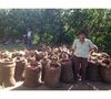Ground coffee for moka pots: El Salvador - Finca Villa Galicia Honey - 250g - Caf&eacute;s Lugat image number 3