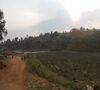 Environmentally friendly Kibingo coffee - Kayanza Region - Burundi - 1kg image number 1