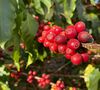 The Barn Specialty Coffee Beans Los Naranjales - 250g image number 2
