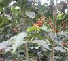 Ground coffee for filter coffee machines: El Salvador - El Naranjo - 250g - Caf&eacute;s Lugat image number 4