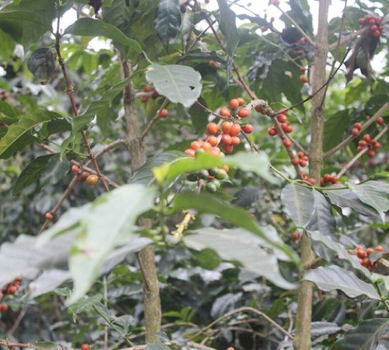 Ground coffee for filter coffee machines: El Salvador - El Naranjo - 250g - Caf&eacute;s Lugat image number 4