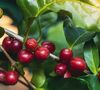Gorilla Coffee Kaffehaus-Mischung Coffee Beans - 1kg image number 2