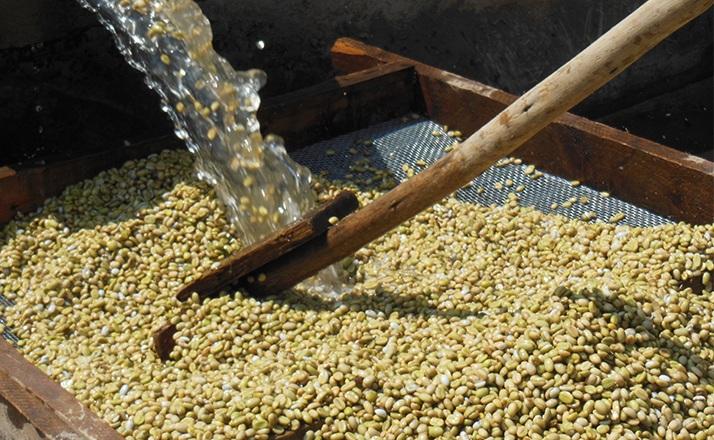 Caff&egrave; in grani &ndash; processo lavato