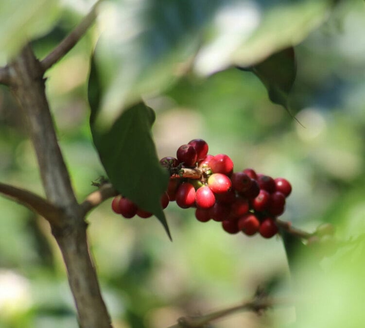 green coffee beans guatemala